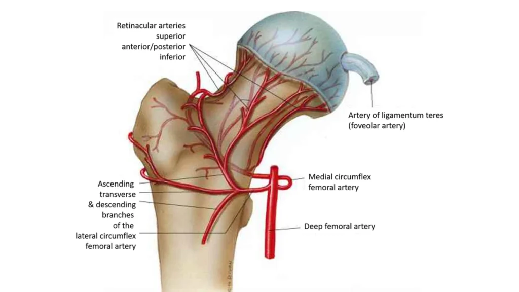Antomical Graphic of Hip Anatomy-02