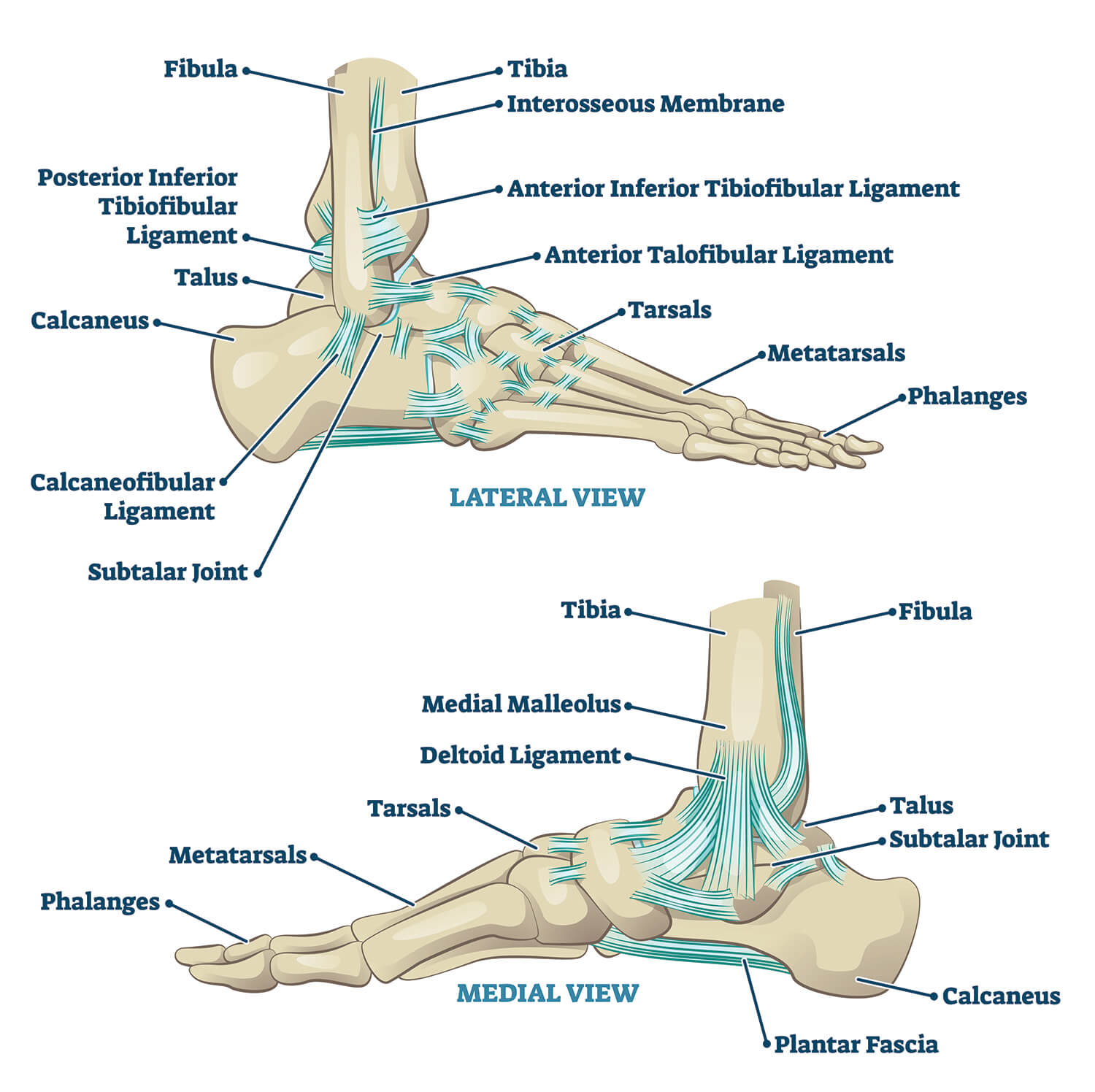 Lateral and medial view of full foot bone structure anatomy