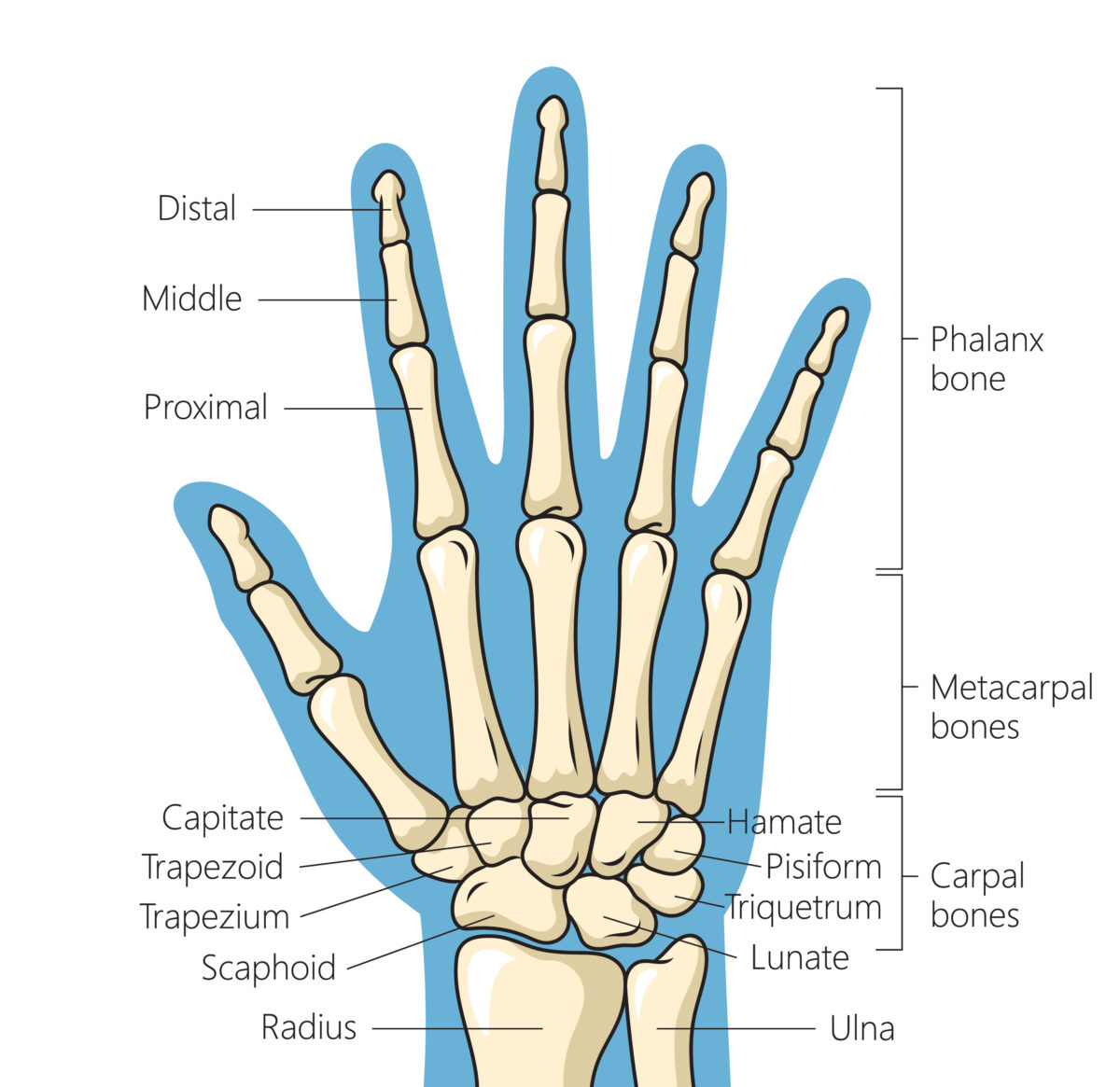 hand and wrist bone structure anatomy diagram
