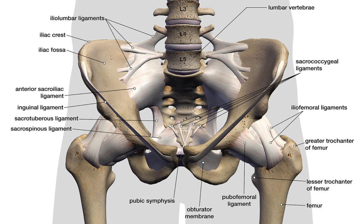 Hip and thigh bone structure anatomy diagram