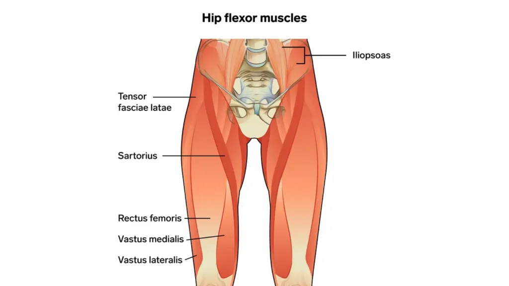 Anatomical Graphic Hip Flexor Muscles