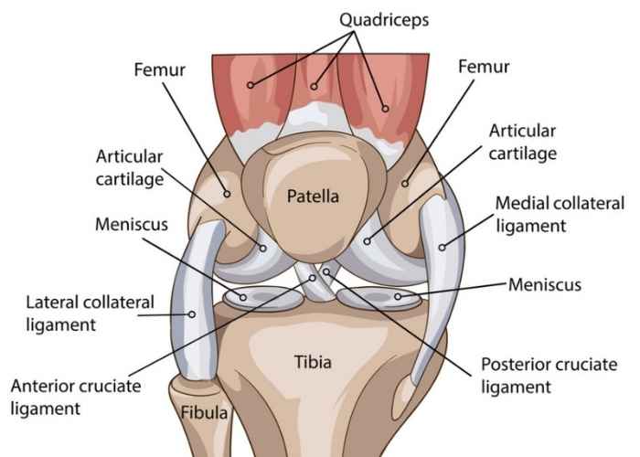 Full knee anatomy diagram