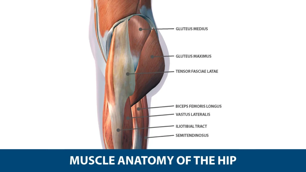 Muscle Anatomy of the Hip