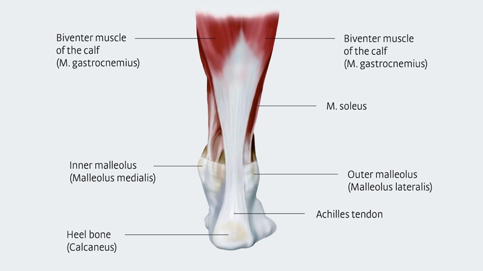 Achilles tendon ruptured anatomy