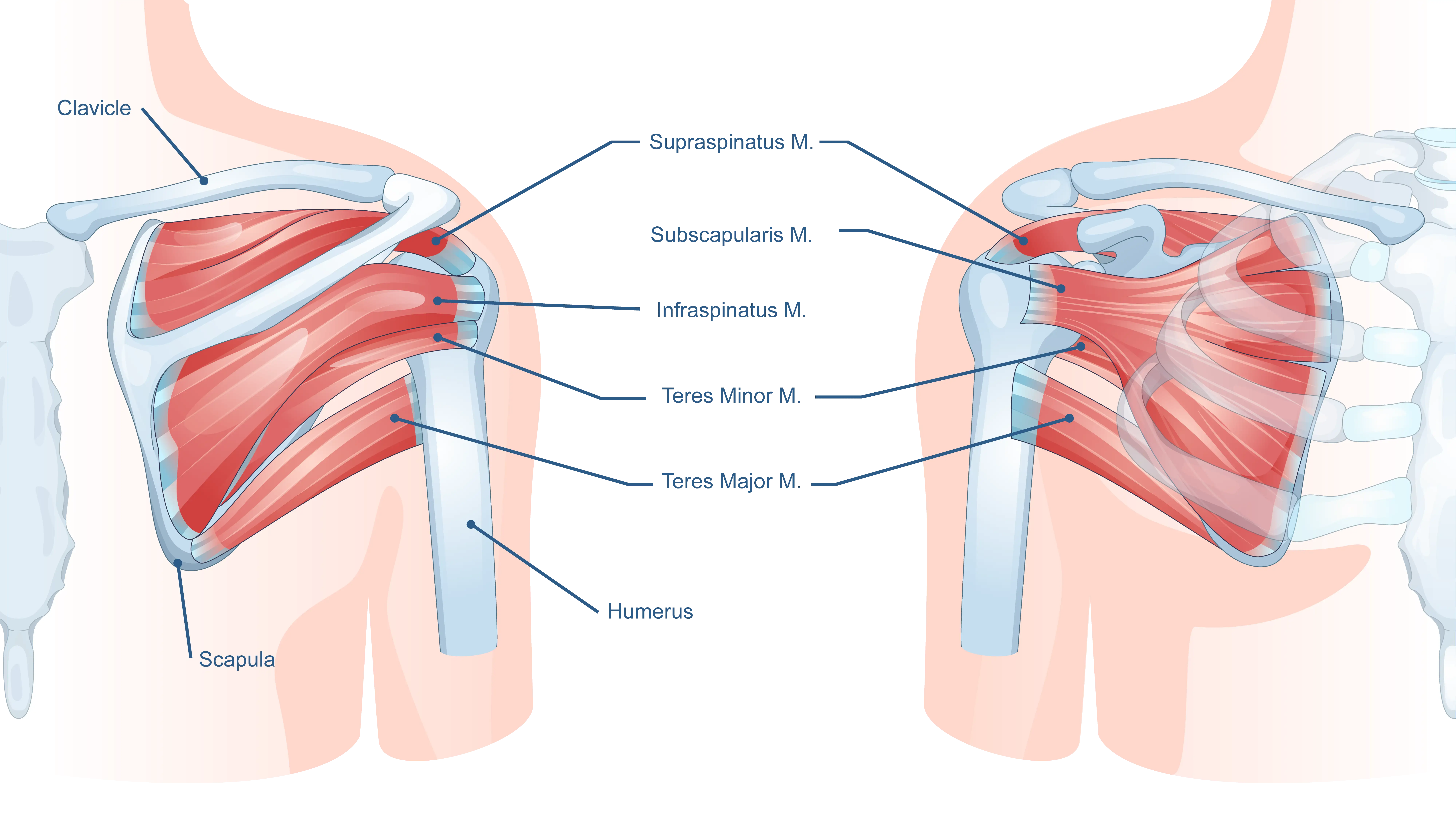 Rotator Cuff Muscles