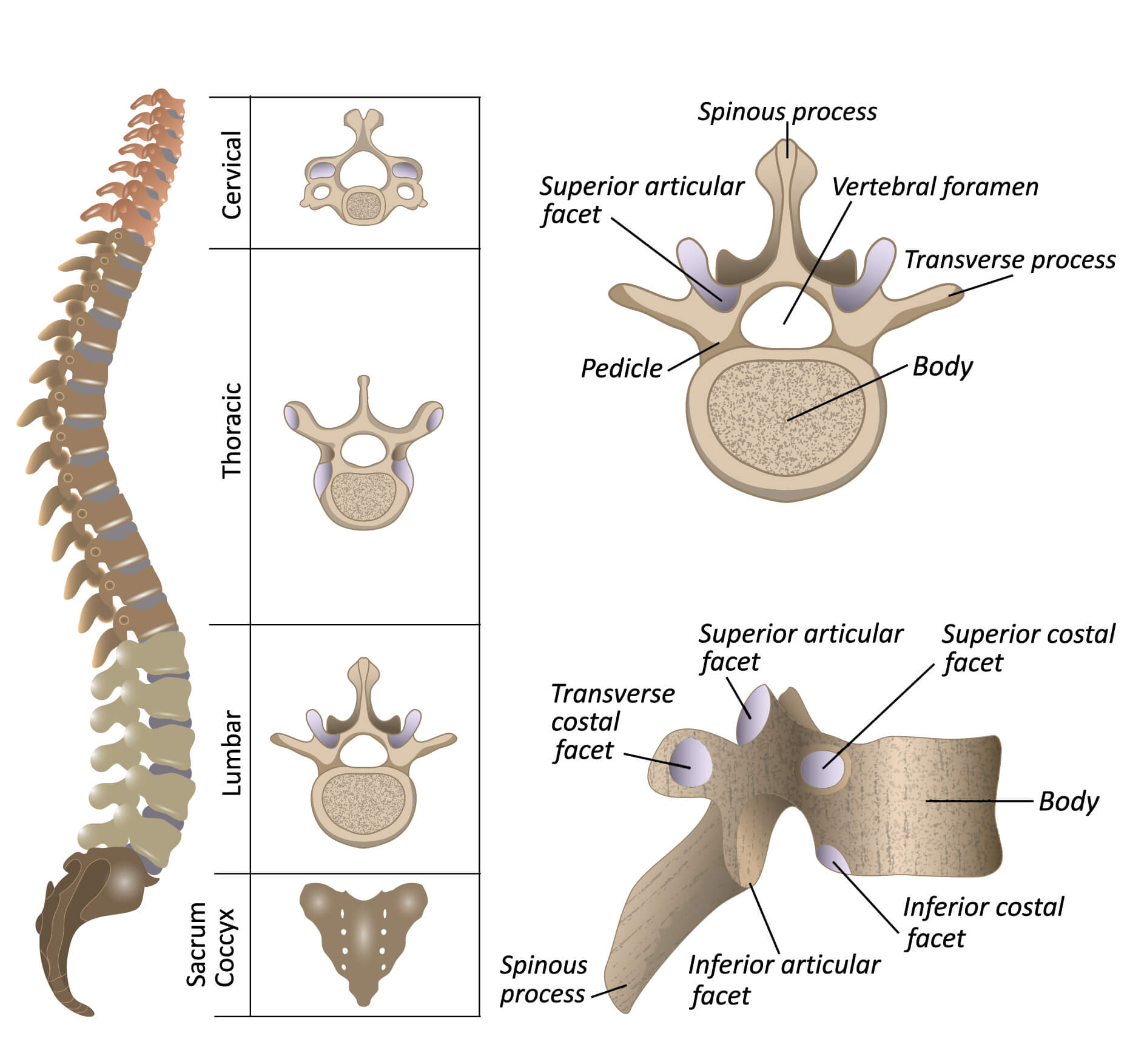 Full Spine Anatomy