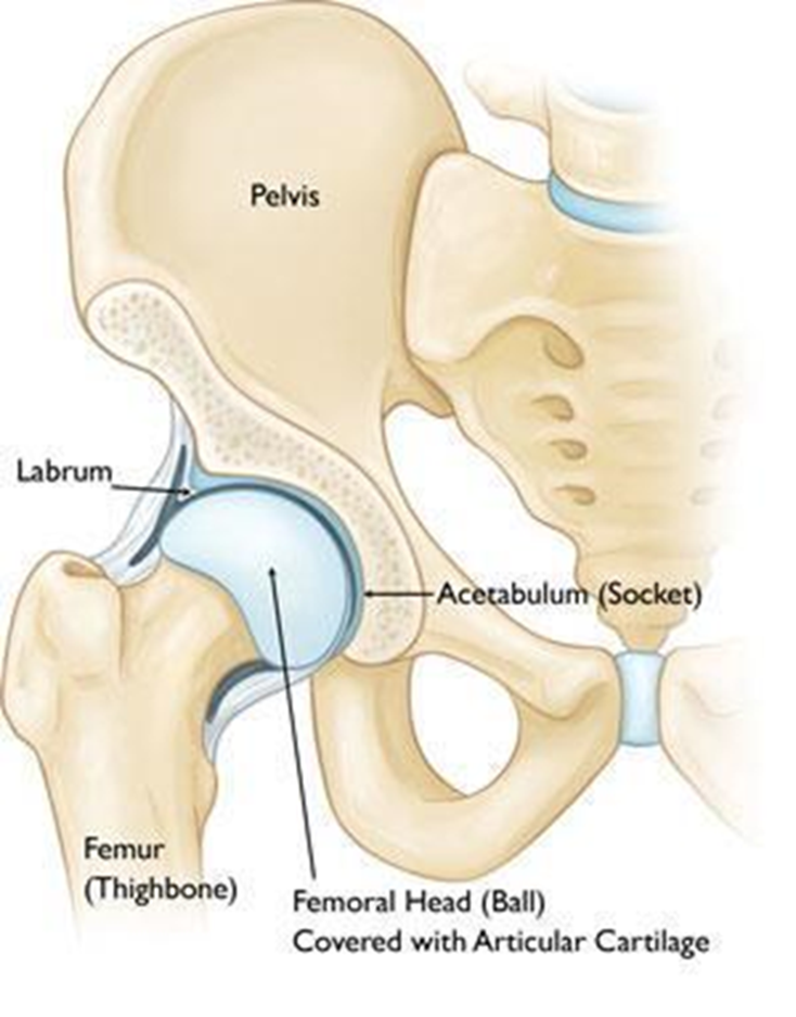 Anatomy of the hip and how it may dislocate.