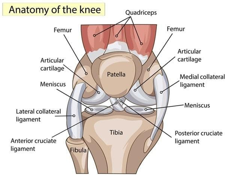 Anatomical graphic of knee anatomy