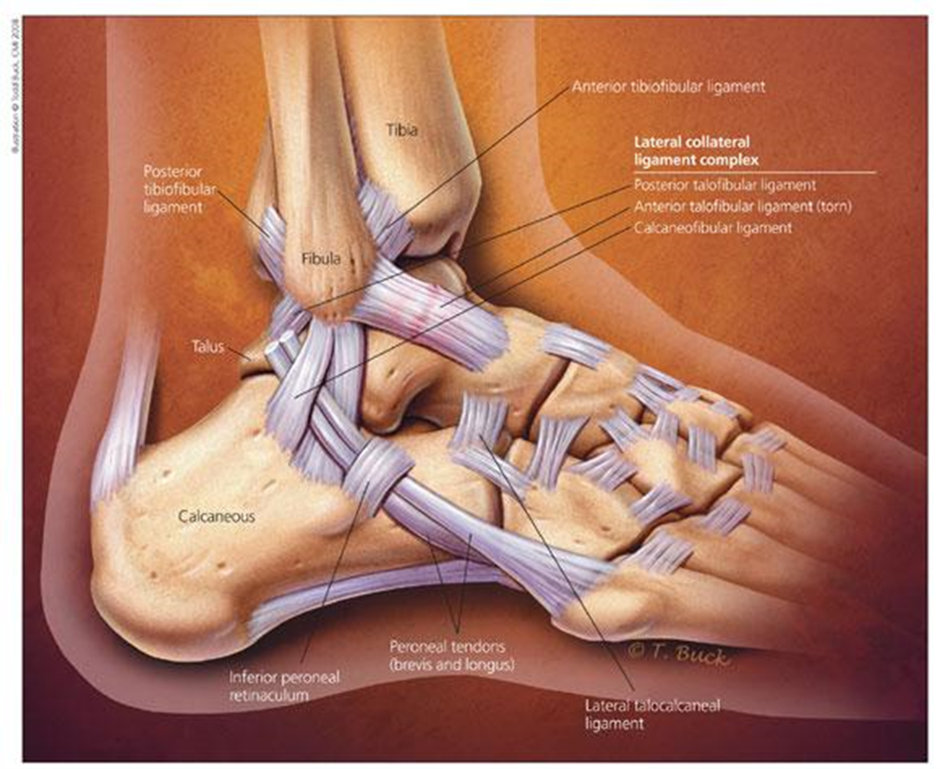 Anatomical graphic of ankle