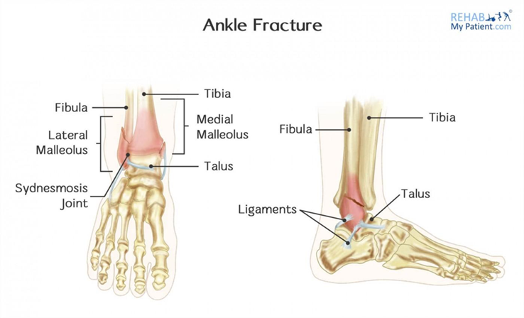 Anatomical Graphic of Foot and Ankle