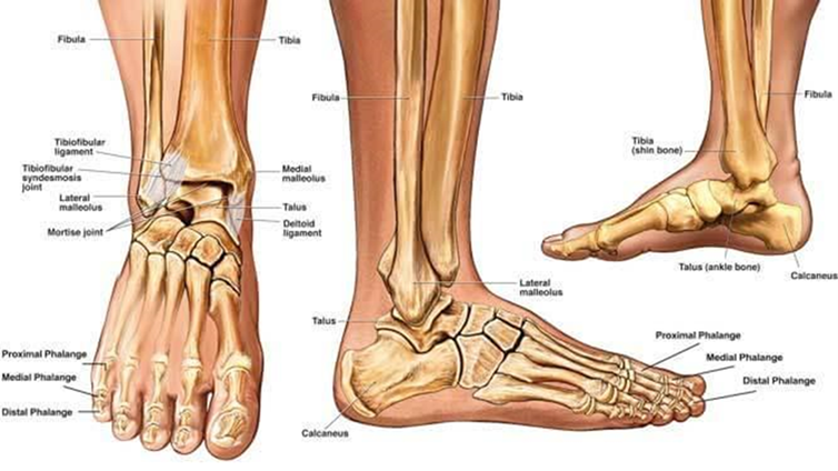 Bones of the ankle and foot and how a fracture can occur