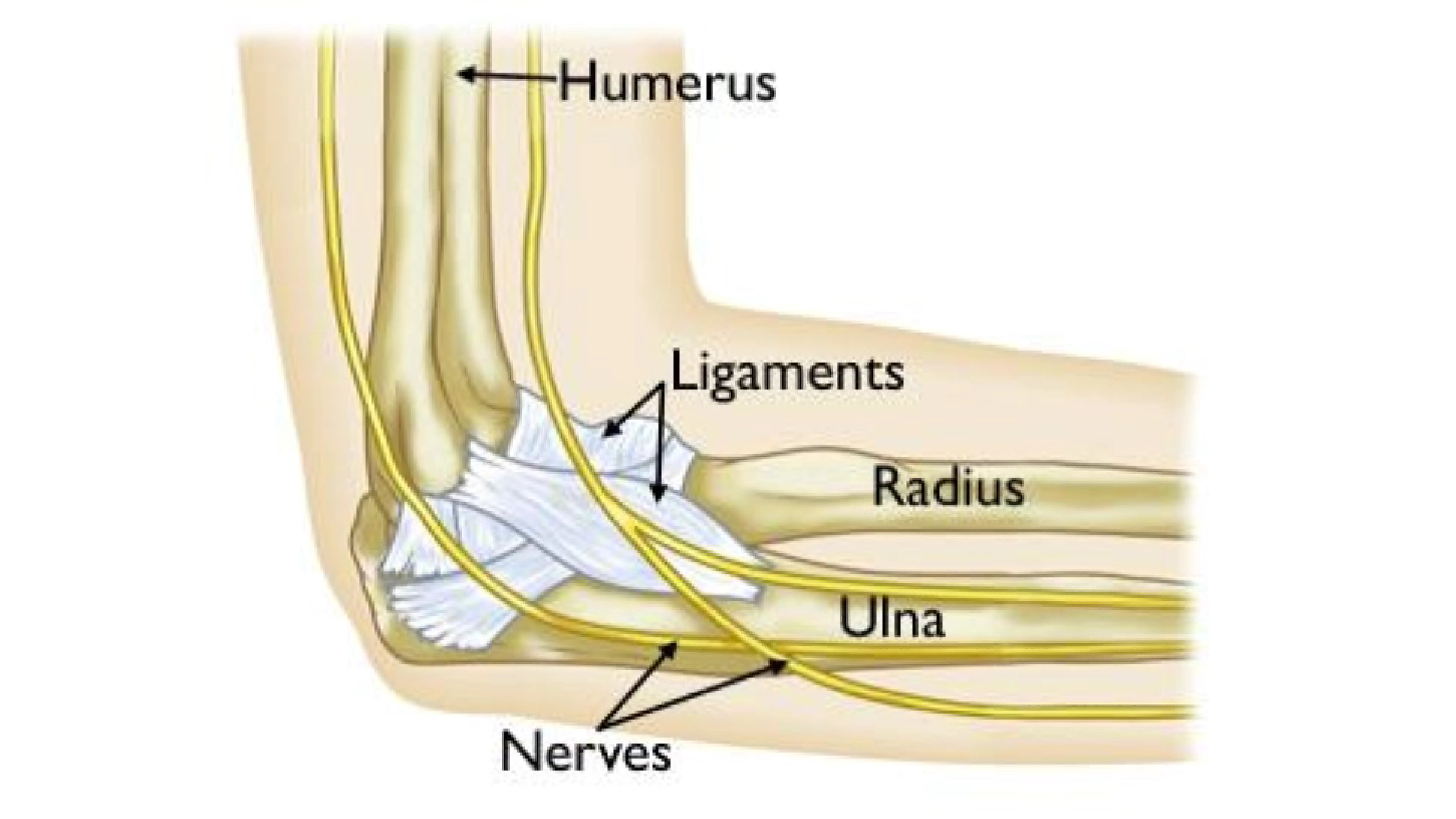 Anatomy of the Elbow