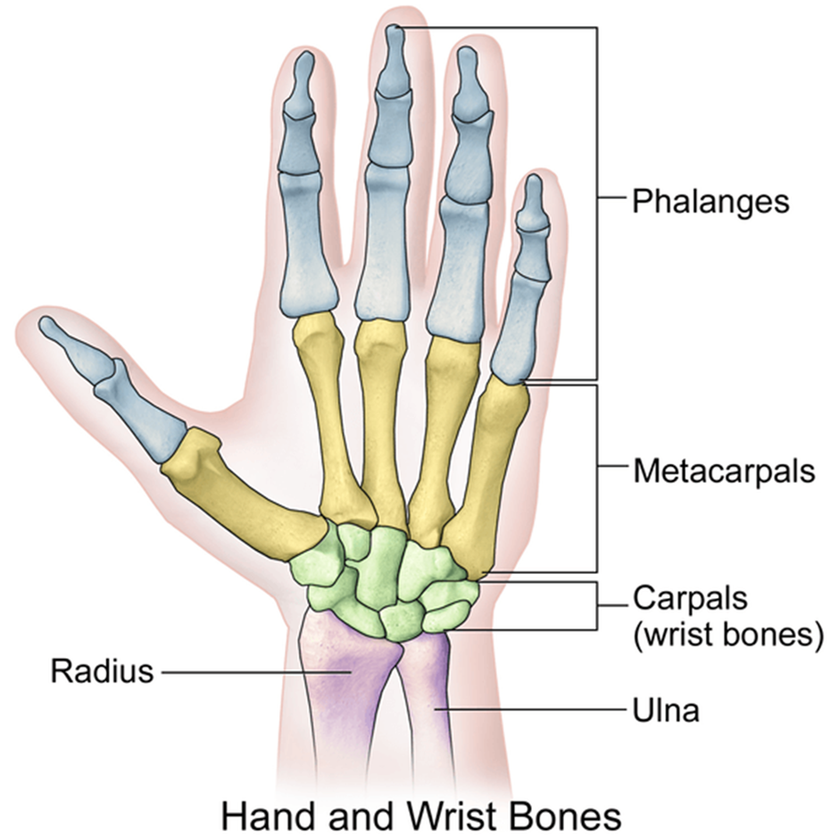 Hand and wrist anatomical diagram of bone structure
