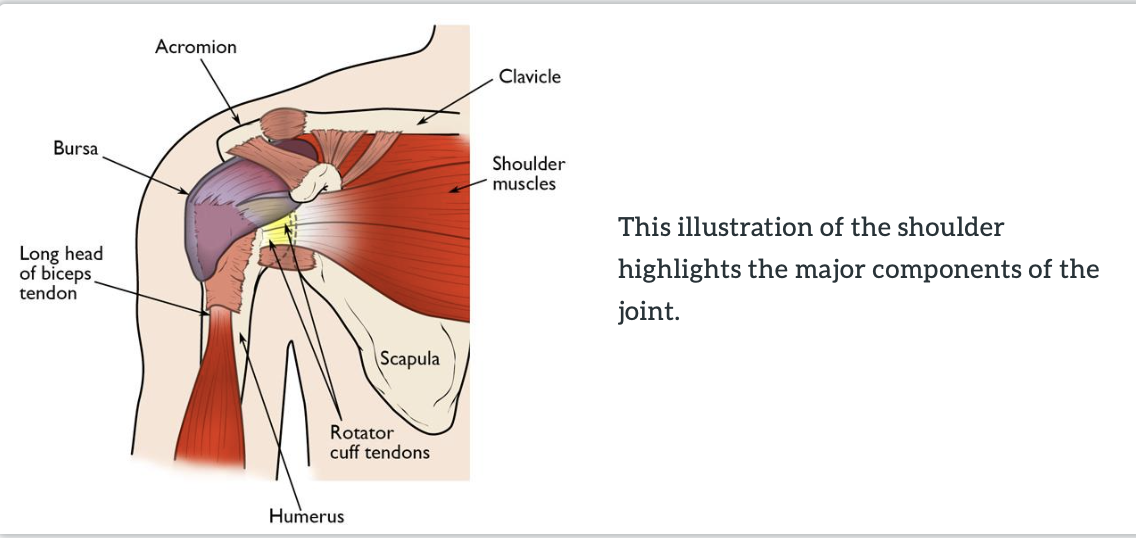 Anatomy of Shoulder